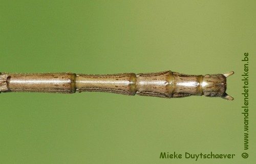 PSG 13 - Acrophylla wuelfingi - Volwassen man
