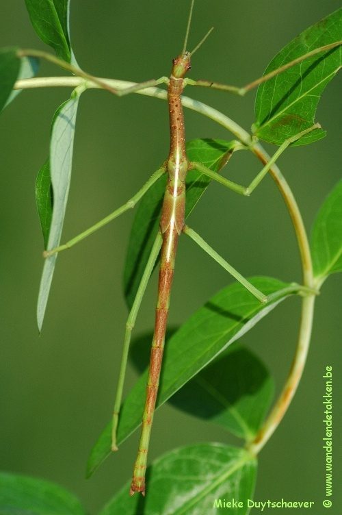 PSG 13 - Acrophylla wuelfingi - Subadulte man