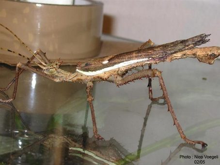 PSG 18 - Heteropteryx dilatata - Volwassen man