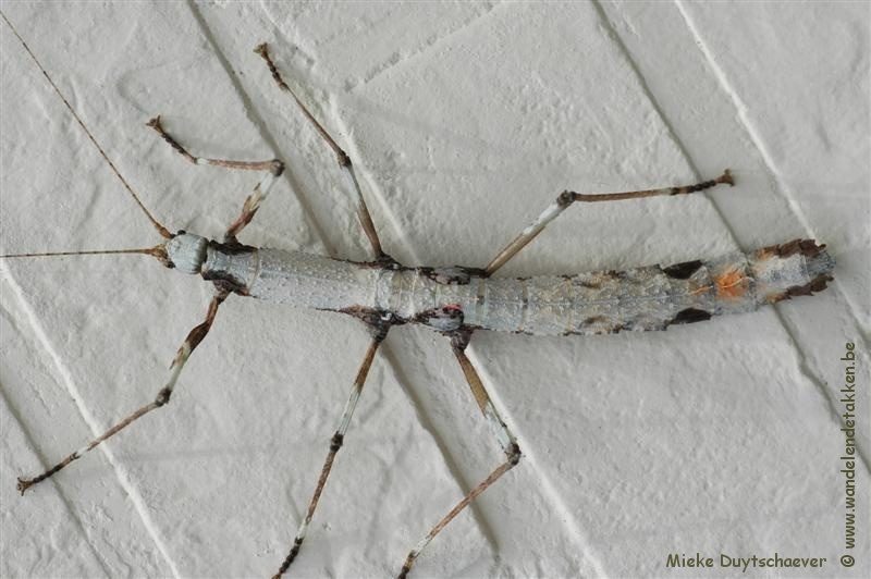 PSG 182 - Oxyartes lamellatus - Wit gekleurd volwassen vrouwtje