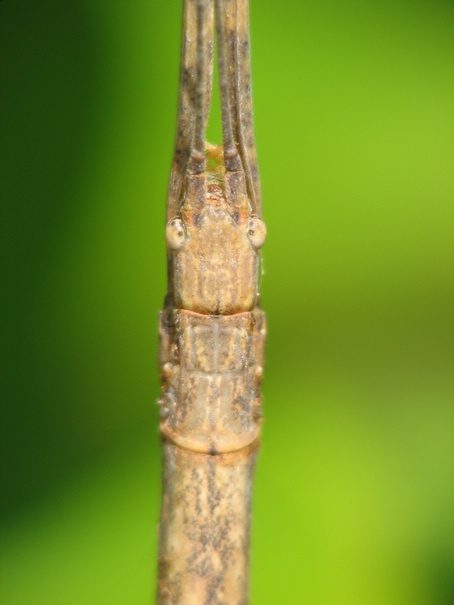 PSG 223 - Rhamphosipyloidea philippa - Volwassen vrouw