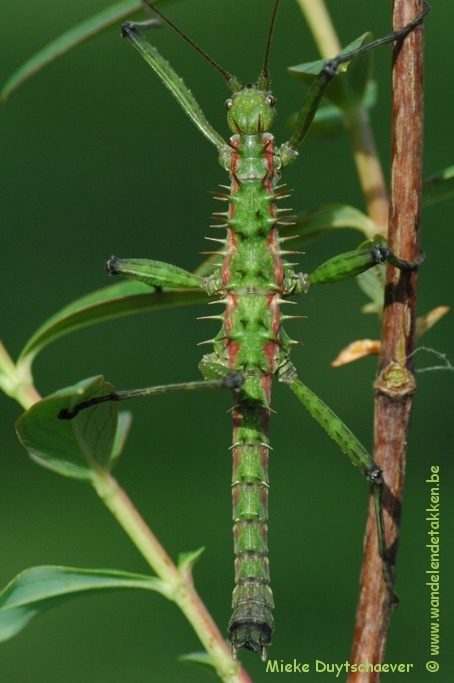 PSG 272 - Spinohirasea bengalensis - Volwassen man