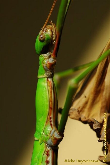 PSG 286 - Monandroptera acanthomera - Volwassen vrouwtje