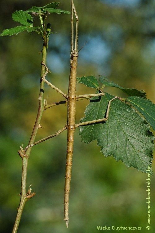 Baculonistria alba - Subvolwassen Vrouw