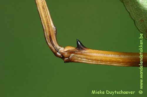 Baculonistria alba - Volwassen man - Stekel