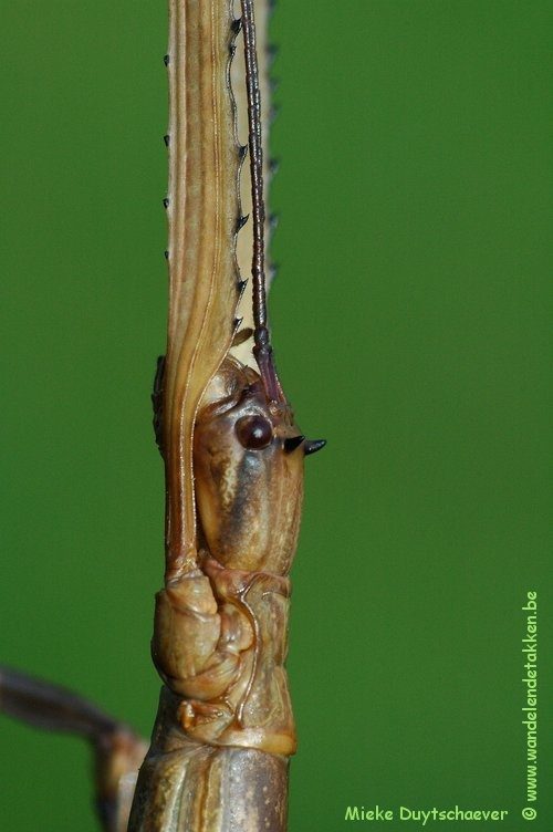 Baculonistria alba - Volwassen vrouw