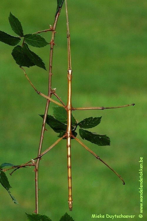 Baculonistria alba - Volwassen man