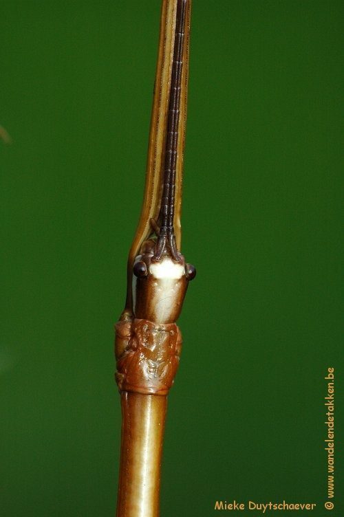 Baculonistria alba - Volwassen man