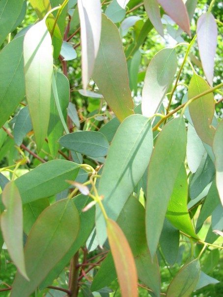 Eucalyptus gunnii - oudere bladeren